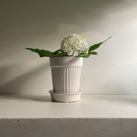 Vases & Pots