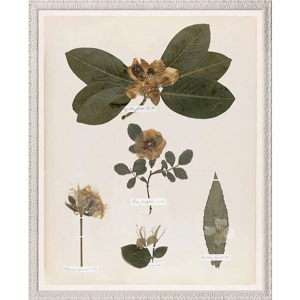 LE TABLEAU D'ART - EMILY'S PRESSINGS 1841 VII - MAILLÉSTYLE