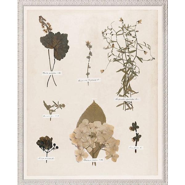 LE TABLEAU D'ART - EMILY'S PRESSINGS, C. 1841 XIII - MAILLÉSTYLE