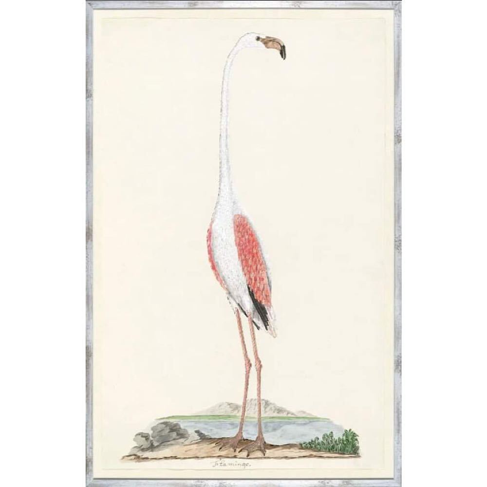 LE TABLEAU D'ART - FLAMANT ROSE DE GORDON VERS 1777 - MAILLESTYLE