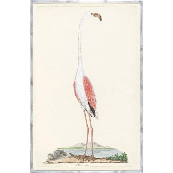 LE TABLEAU D'ART - FLAMANT ROSE DE GORDON VERS 1777 - MAILLESTYLE