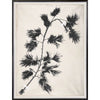 le tableau flora II feuille feuillage noir Maillé Style